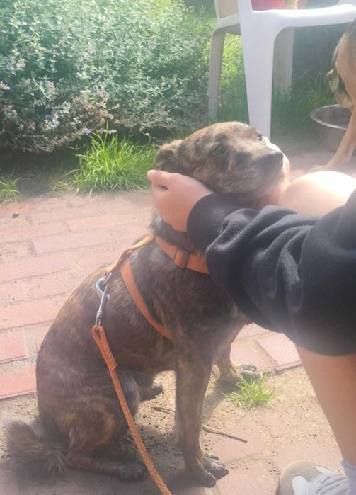 Mały piesek Cukierek szuka domu