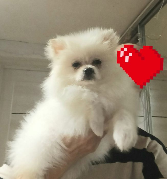 Дівчинка шпіц біленька