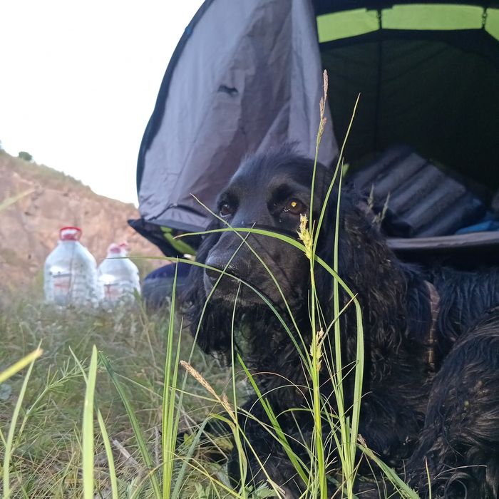 Англійський кокер спанієль,запрошує дам на побачення!