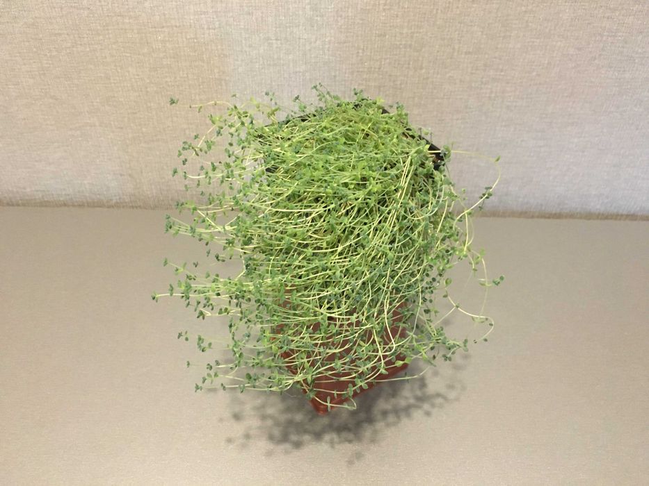 Очиток седум сукулент