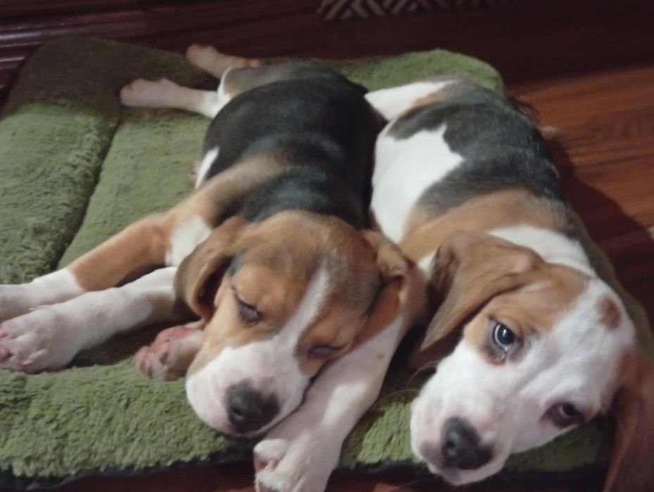 Sprzedam pieski rasy Beagle