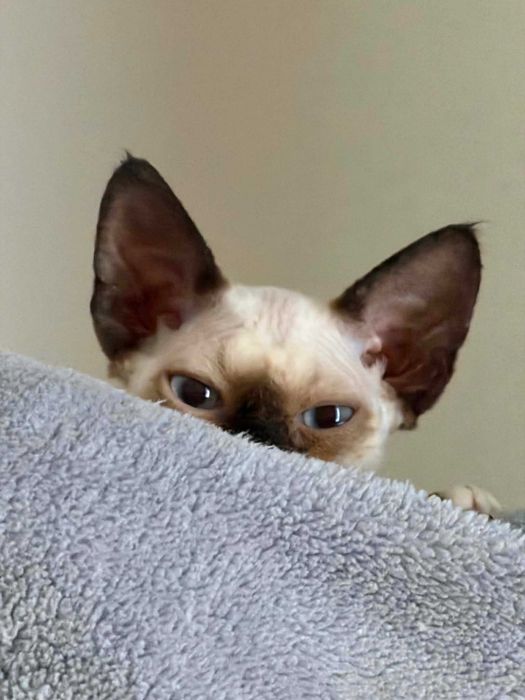 Kocurek Point Devon Rex