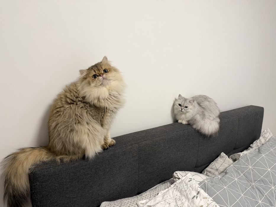 Кошенята Срібна шиншила
