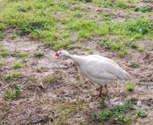 Galinha de angola macho /fraca macho branco