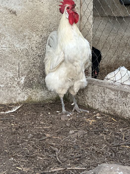 Galo Bresse Gauloise Puro (1 Ano) – 50€