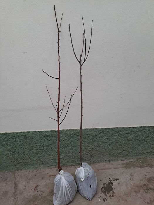 Macieiras red love polpa vermelha