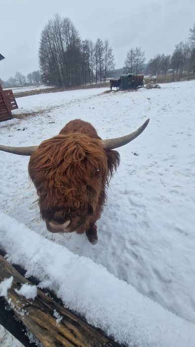 Byk Highland 2 lata wykastrowany do Agroturystyki