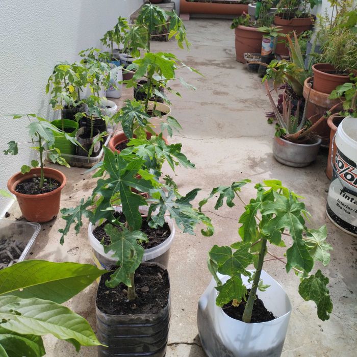 Plantas de mamão lindas