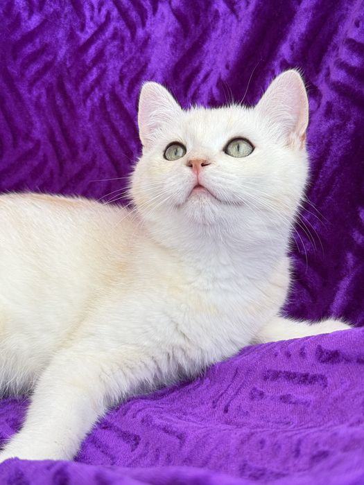 British shorthair  macho