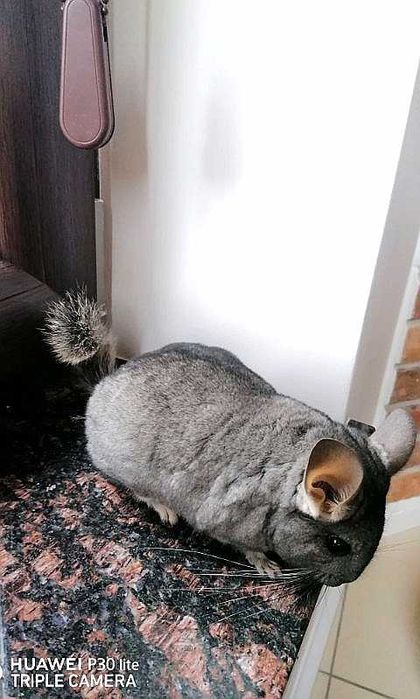 SZYNSZYLA młoda 6 miesięcy samiczka