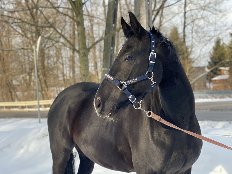 Klacz Zangersheide źrebna