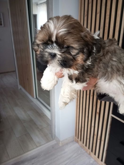 Piesek shih tzu szczeniak