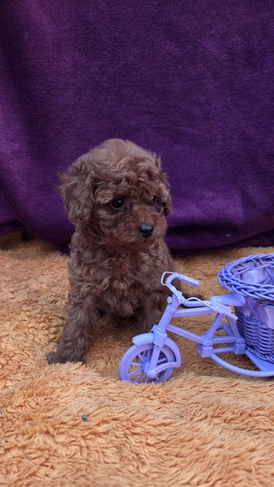 Той пудель  девочка