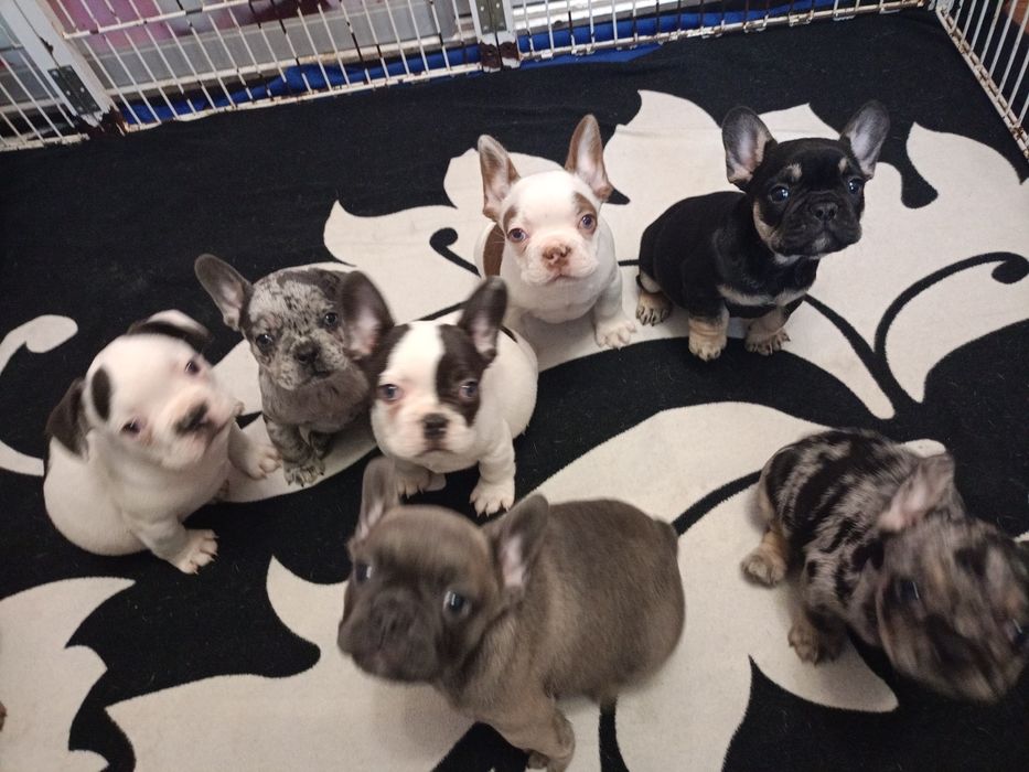Мальчики французского бульдога разных окрасов