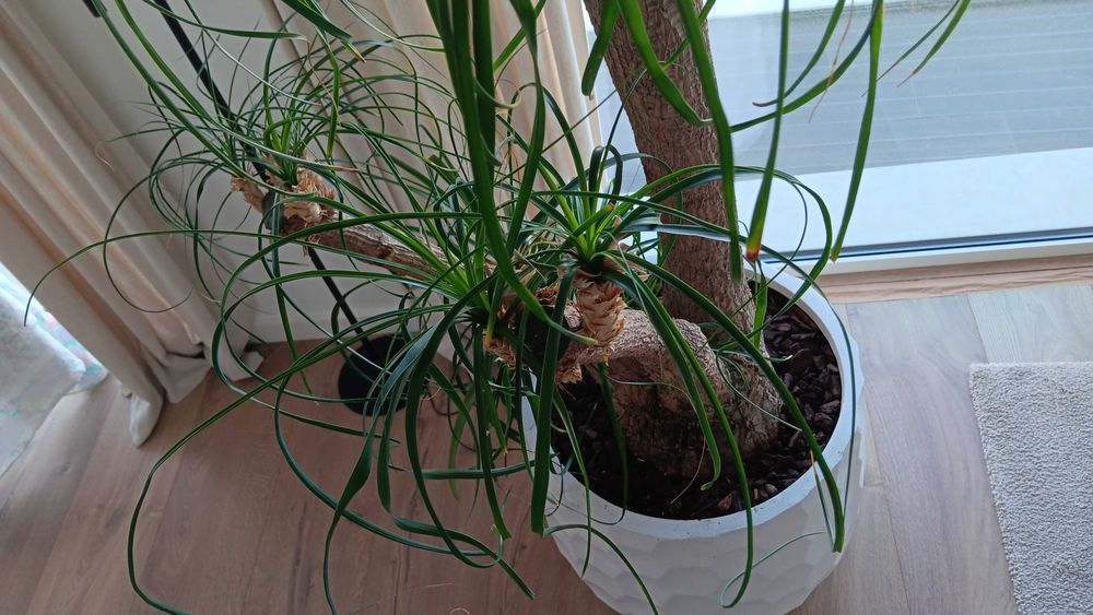 Planta grande pata elefante