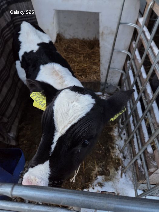 Byczek hf od rolnika