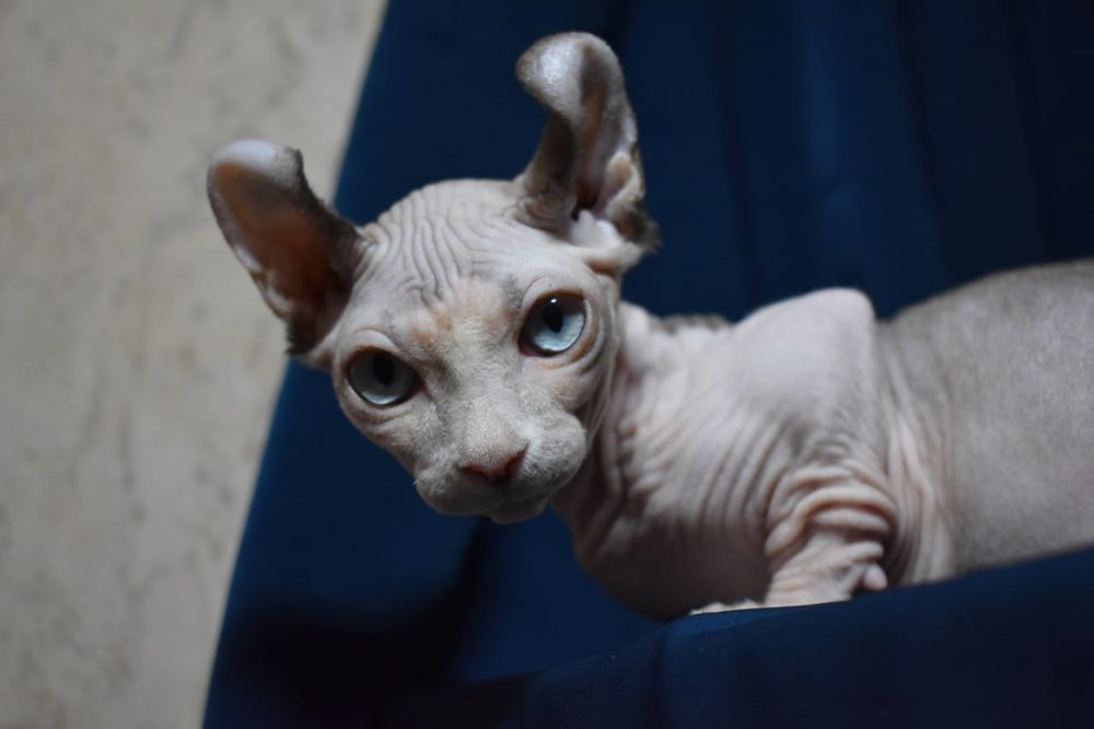 Молодой мальчик двэльф