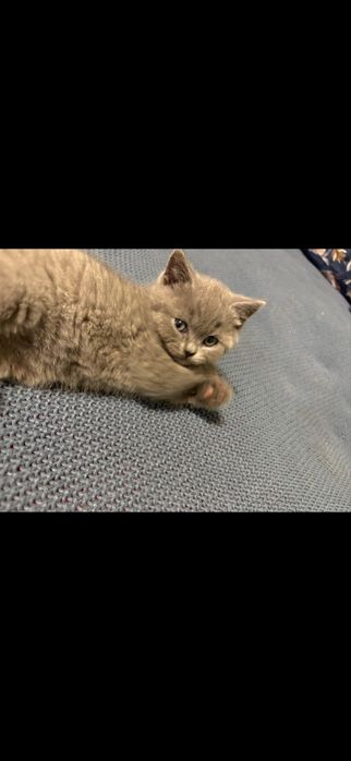 Kotki brytyjskie point, niebieskie