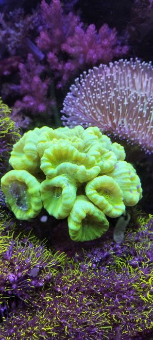 Koralowiec Calustrea fluo