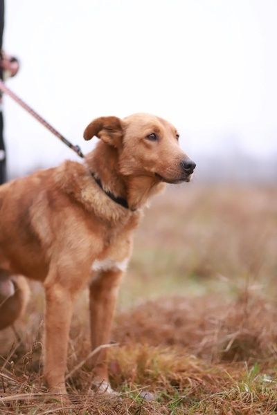 Oddany, wesoły samiec poleca się do pokochania