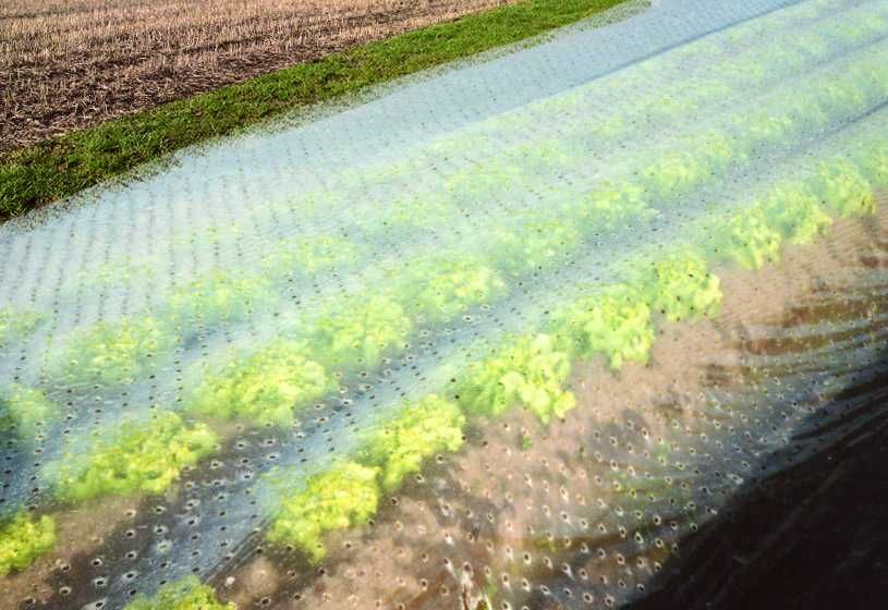Folia ogrodnicza perforowana UV Agravit