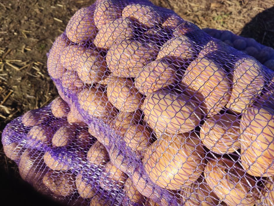 Продам картоплю белароса.6.5