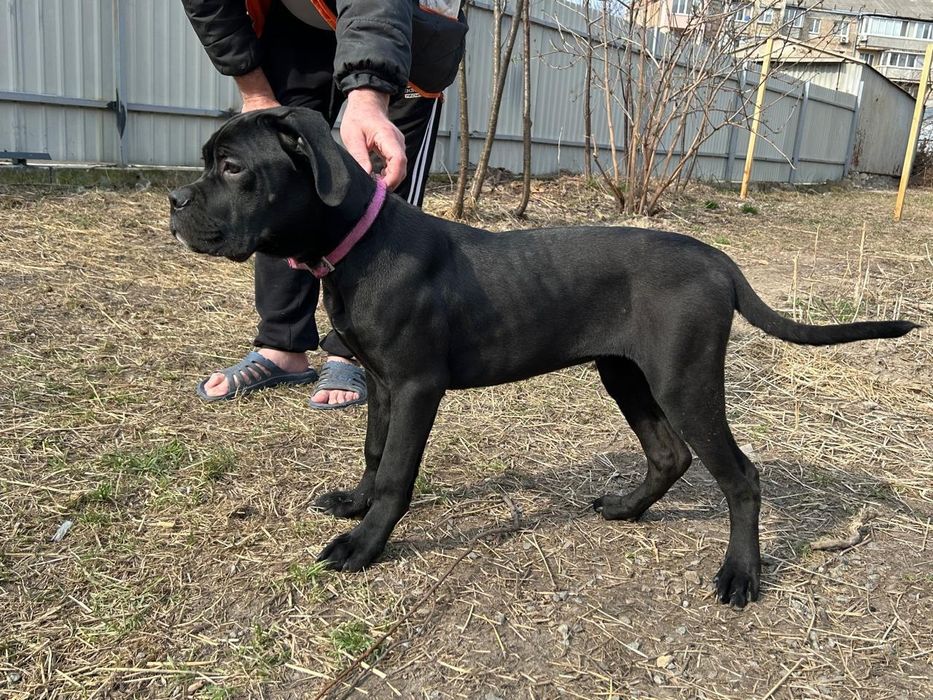 Щенки породы Кане Корсо