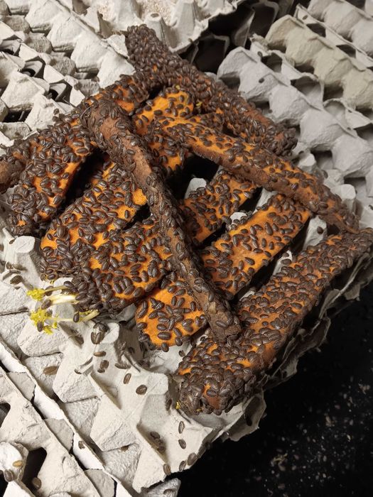 Sprzedam Wyleg Karaczana Argentynskiego