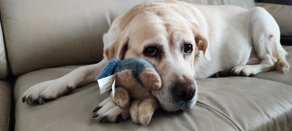 Oddam labladora PILNIE