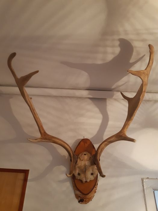 Poroże sprzedam. OKAZJA !!!