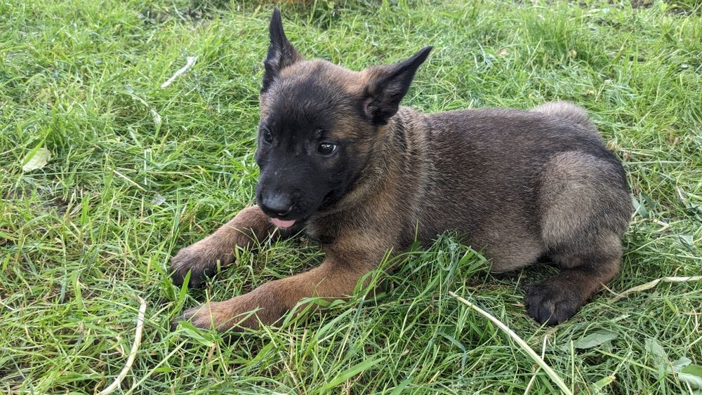 Цуценята  бельгійської вівчарки ''Малінуа''
