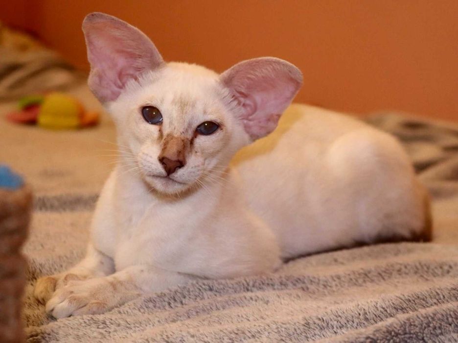 Орієнтали хлопчик Яромір та дівчинка Ясмін