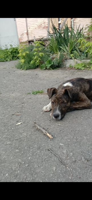 Цуценя в гарні руки