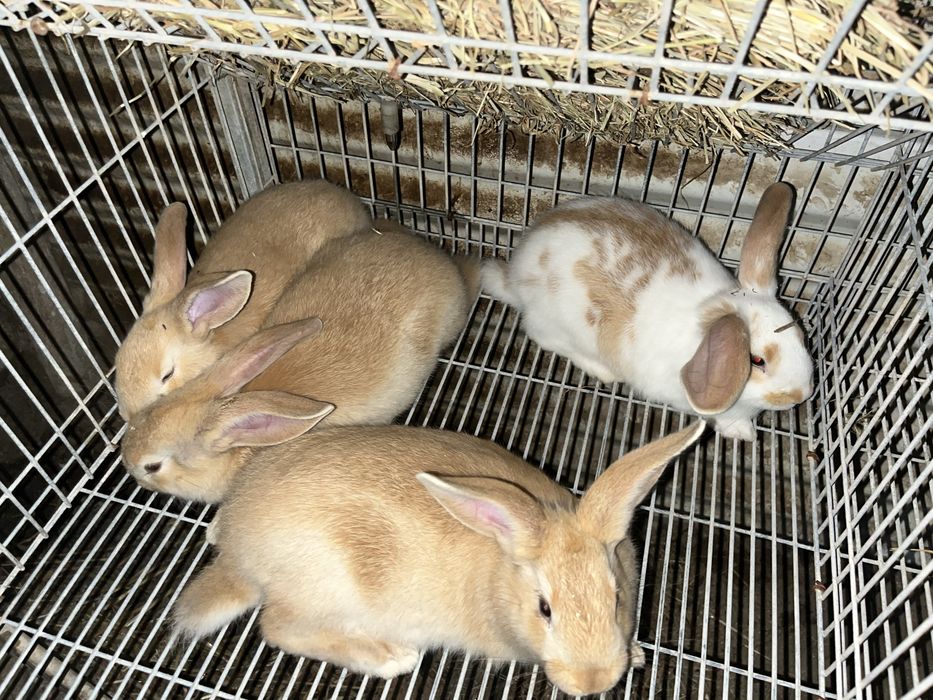 coelhos com 1mes a 2 meses