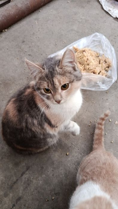 Котики в добрі руки