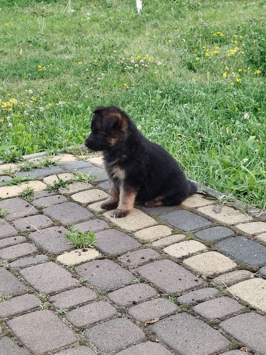Продам цуценят Німецької вівчарки