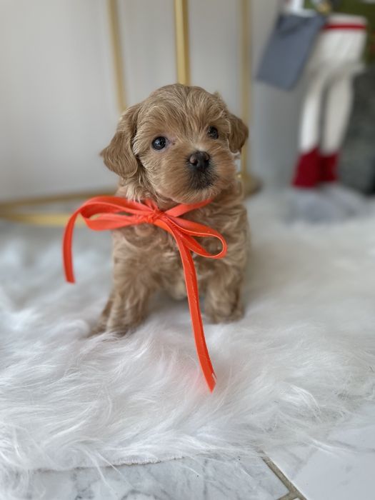 VIP Мальтипу F1  ваш найкращий подарунок літа