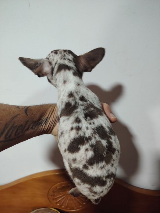 Chihuahua macho  choco Merle