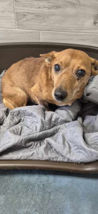 0 mały piesek około 5 lat