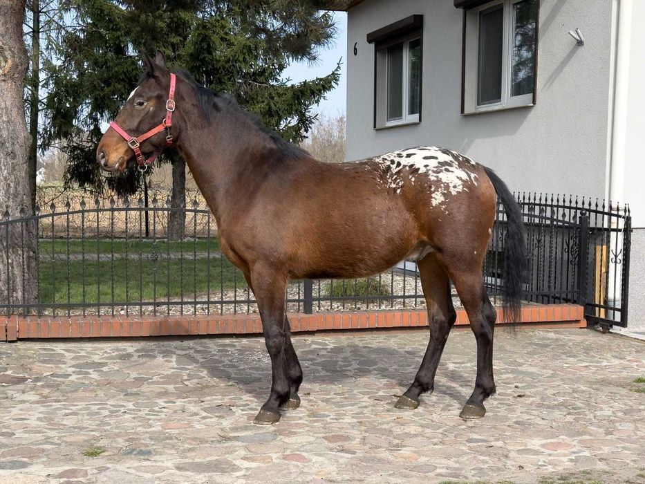 Tarant wałach 2 lata