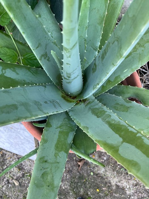 Folha aloé vera natural