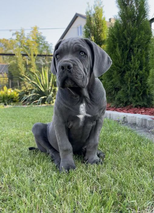 Cane Corso piesek