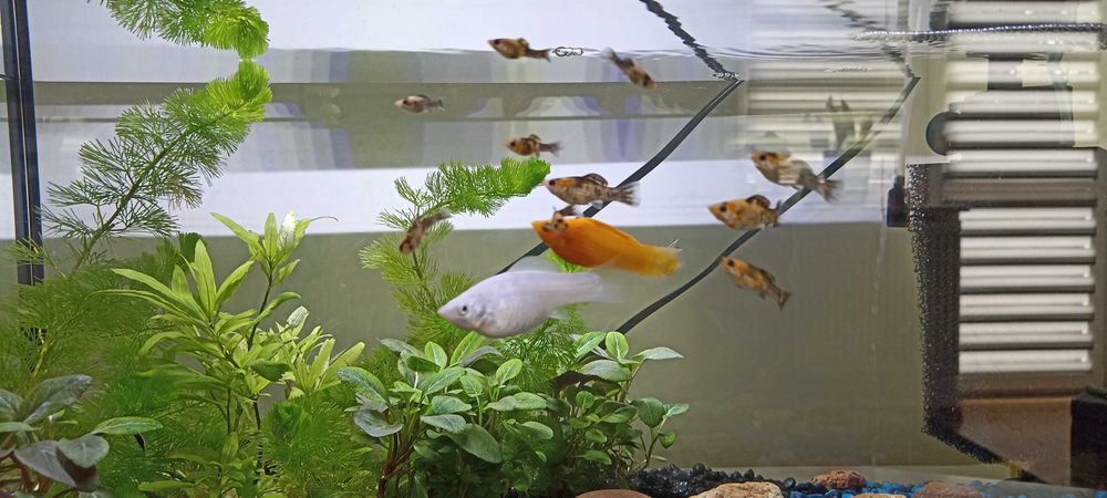 Molinezja młody narybek