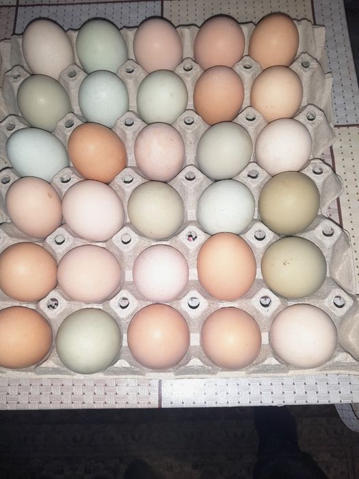 Jaja wiejskie SPRZEDAM