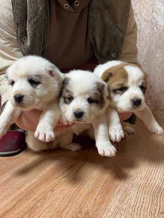 цуценята Алабай 3 дівчинки САО