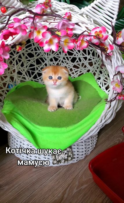 Ласкаві малючки. Кошенята золота шиншила.