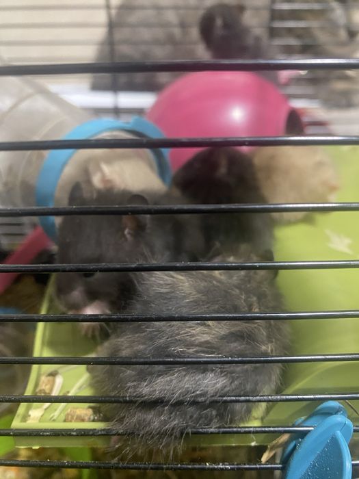 Vendo gaiola com 14 hamsters