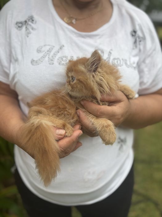 Gatinho persa lindo amarlinho