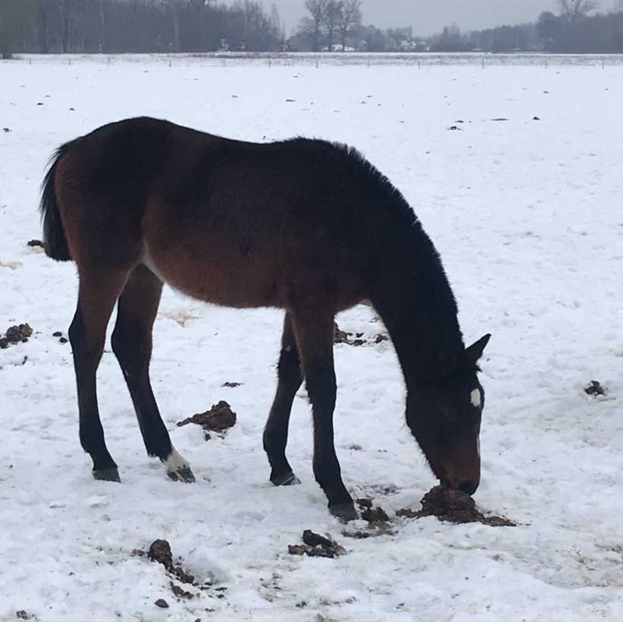 Ogierki małopolskie sprzedam zamienię.