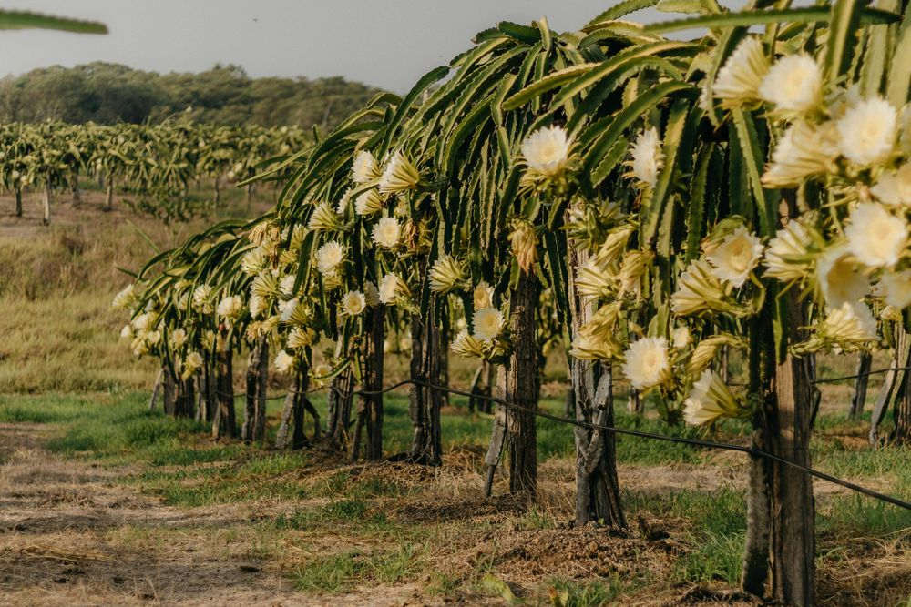 pitaja żółta (smoczy owoc) – Hylocereus megalanthus – 10 nasion